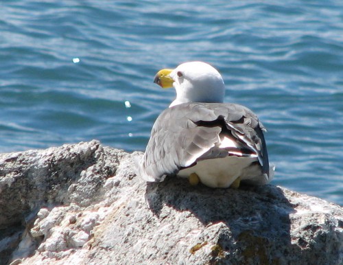 Pacific Gull