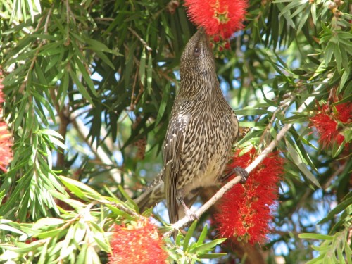 Little Wattlebird
