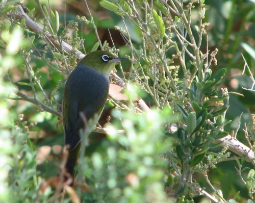 Silvereye Silvereye