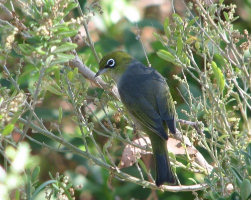 Silvereye Silvereye