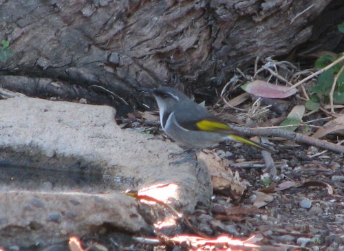 Crescent Honeyeater Crescent Honeyeater