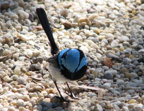 Superb Blue Wren (male)