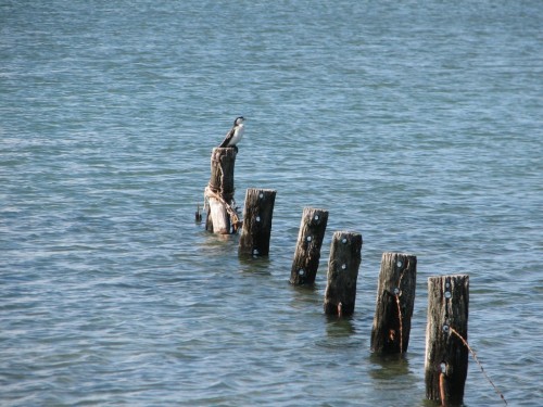 Little Pied Cormorant Little Pied Cormorant