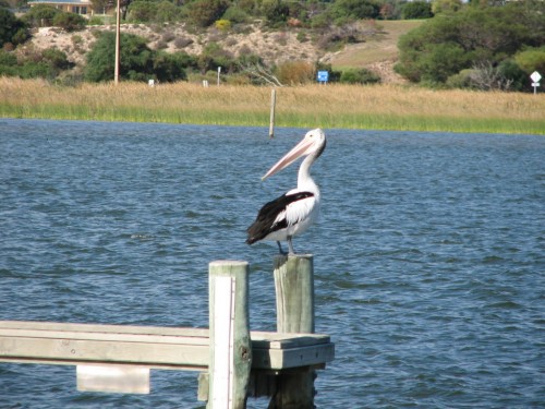 Australian Pelican Australian Pelican