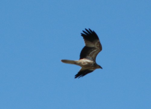 Whistling Kite Whistling Kite