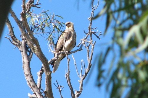Whistling Kite Whistling Kite