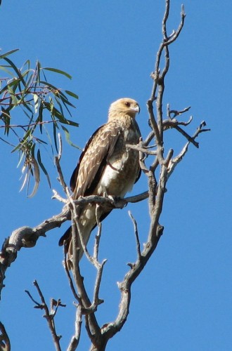 Whistling Kite