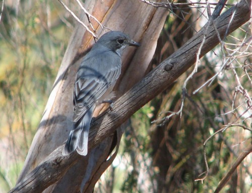 Rufous Whistler (juvenile)