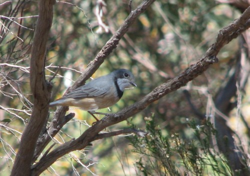 Rufous Whistler (juvenile)