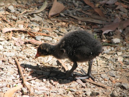 Eurasian Coot (juvenile)