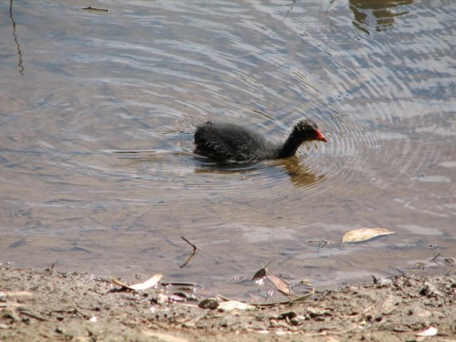 Eurasian Coot (juvenile)