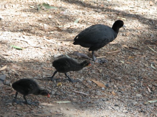 Eurasian Coot (juvenile)