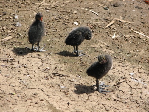 Eurasian Coot (juvenile)
