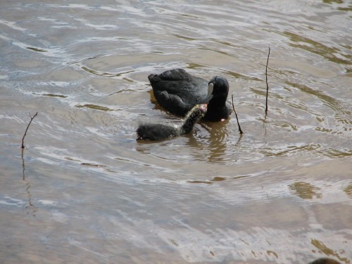 Eurasian Coot feeding juvenile