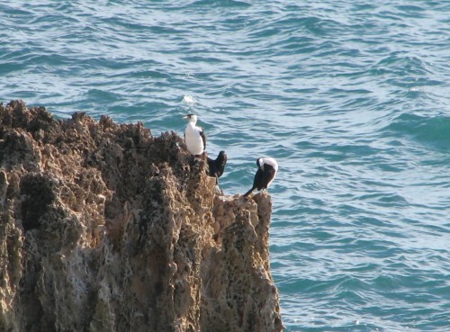 Pied Cormorants, Cape Dombey, Robe, South Australia