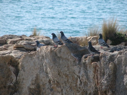 Rock Doves, Cape Dombey, Robe, South Australia