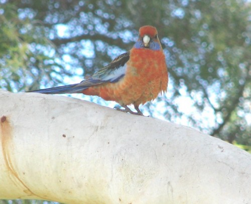 Adelaide Rosella