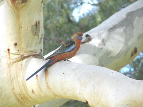 Adelaide Rosella