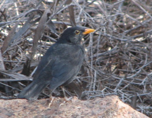 Common Blackbird (male) Common Blackbird (male)
