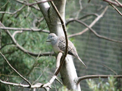 Peaceful Dove, Cleland Wildlife Park Peaceful Dove, Cleland Wildlife Park