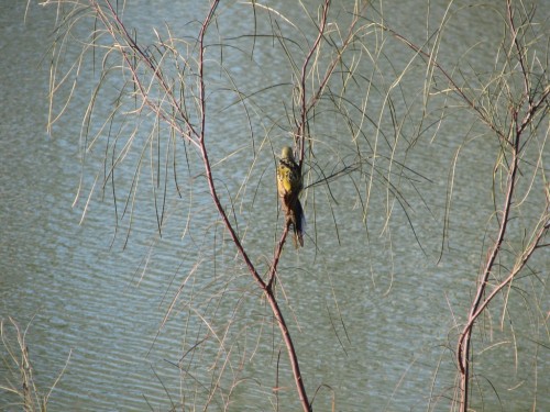Yellow Rosella