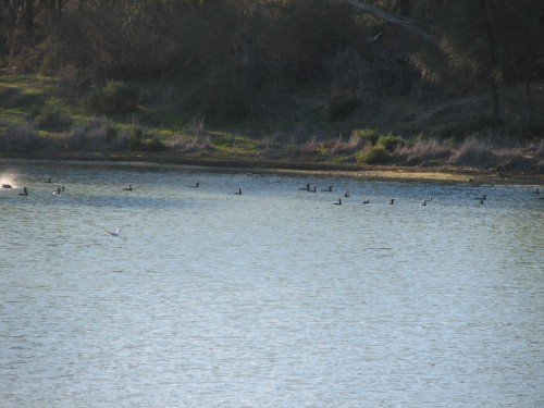Little Black Cormorants, River Murray, Loxton Little Black Cormorants, River Murray, Loxton