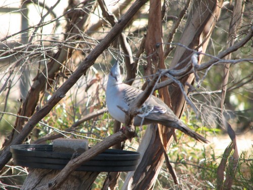 Crested Pigeon Crested Pigeon