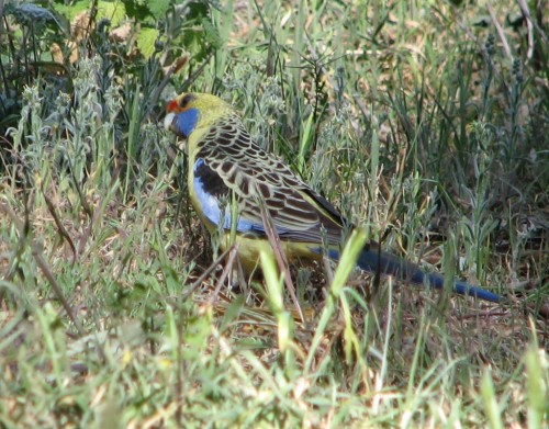 Yellow Rosella