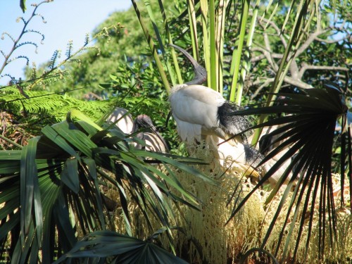 White Ibis nesting, Royal Botanic Gardens, Sydney White Ibis nesting, Royal Botanic Gardens, Sydney