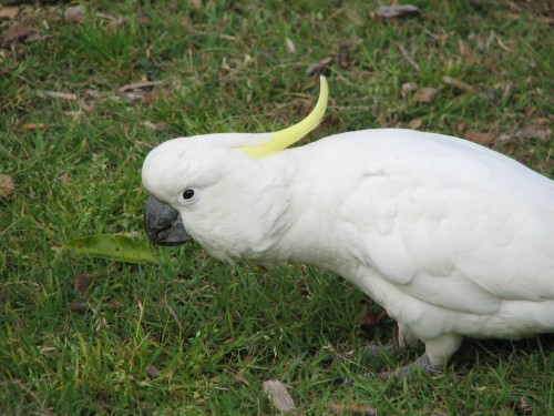Sulphur Crested Cockatoo Sulphur Crested Cockatoo