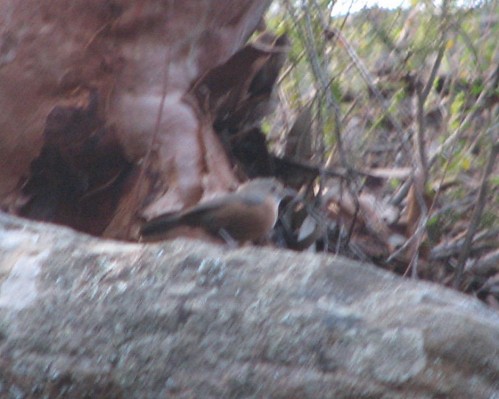 Rock Warbler, Royal National Park, Sydney