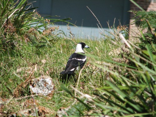 Black-backed Magpie, Royal National Park Black-backed Magpie, Royal National Park