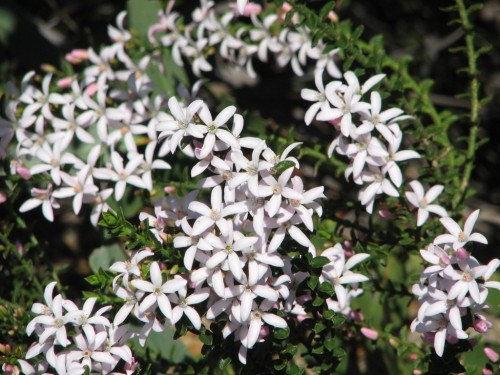Wildflowers at Royal National Park, Sydney Wildflowers at Royal National Park, Sydney