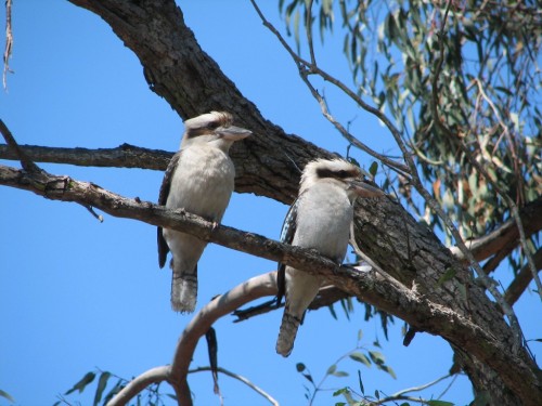 Laughing Kookaburras