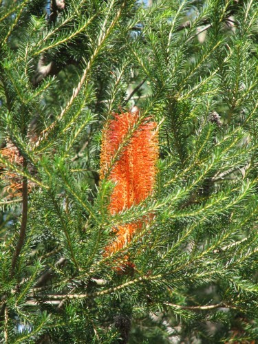 Banksia flower