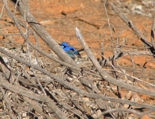 Splendid Wren (male)