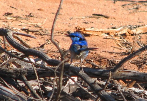 Splendid Wren (male)