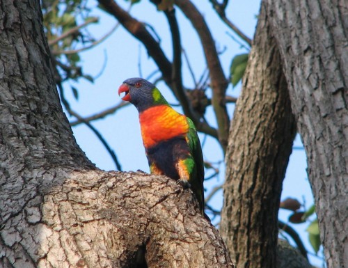 Rainbow Lorikeet, Royal Botanic Gardens, Sydney