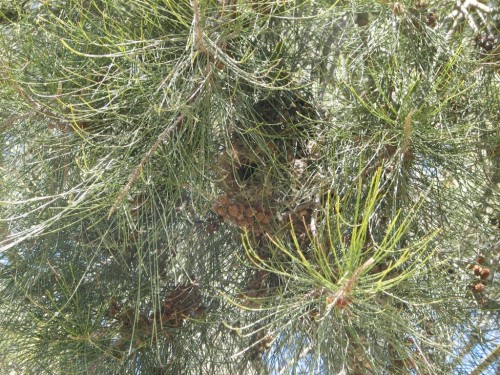 Yellow-rumped Thornbill nest, Canberra Yellow-rumped Thornbill nest, Canberra