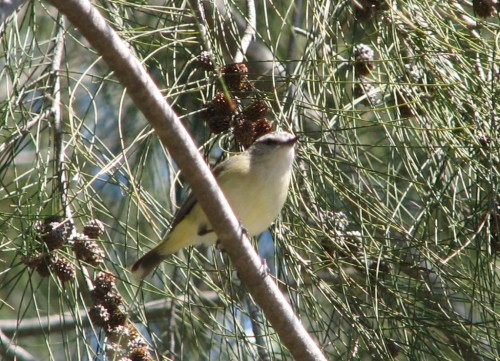Yellow-rumped Thornbill, Canberra Yellow-rumped Thornbill, Canberra