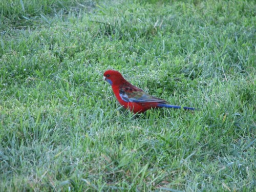 Crimson Rosella, Canberra Crimson Rosella, Canberra