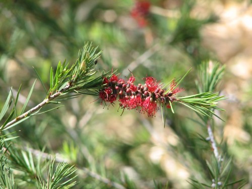 Australian National Botanic Gardens, Canberra