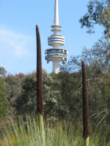 Telstra Tower from the Australian National Botanic Gardens