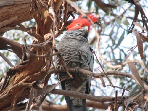 Gang-gang Cockatoo
