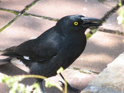 Pied Currawong Pied Currawong