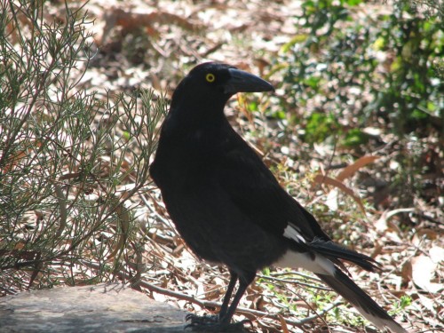 Pied Currawong Pied Currawong