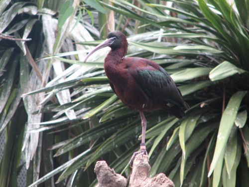 Glossy Ibis, Adelaide Zoo Glossy Ibis, Adelaide Zoo