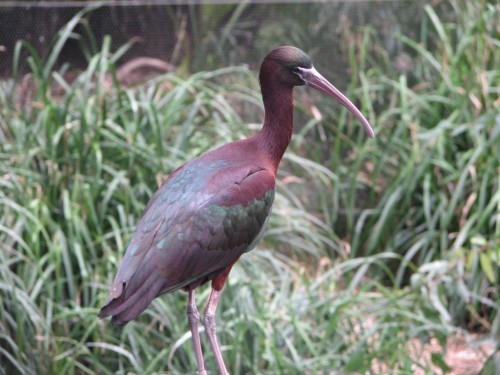 Glossy Ibis, Adelaide Zoo Glossy Ibis, Adelaide Zoo