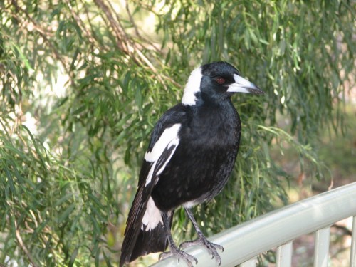 Australian Magpie (Black-backed race)