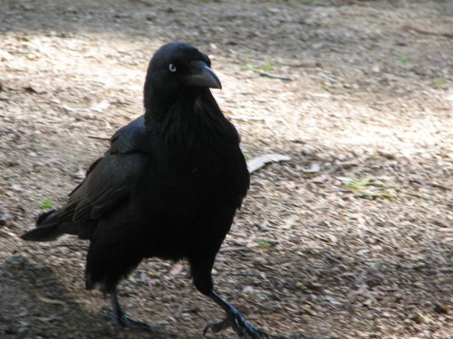 Australian Raven